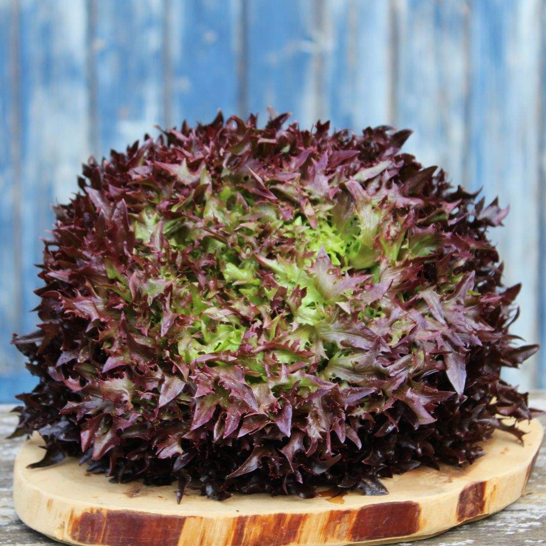 Salanova Crispy-Salat