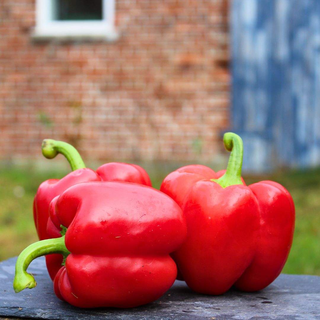 Paprika rot