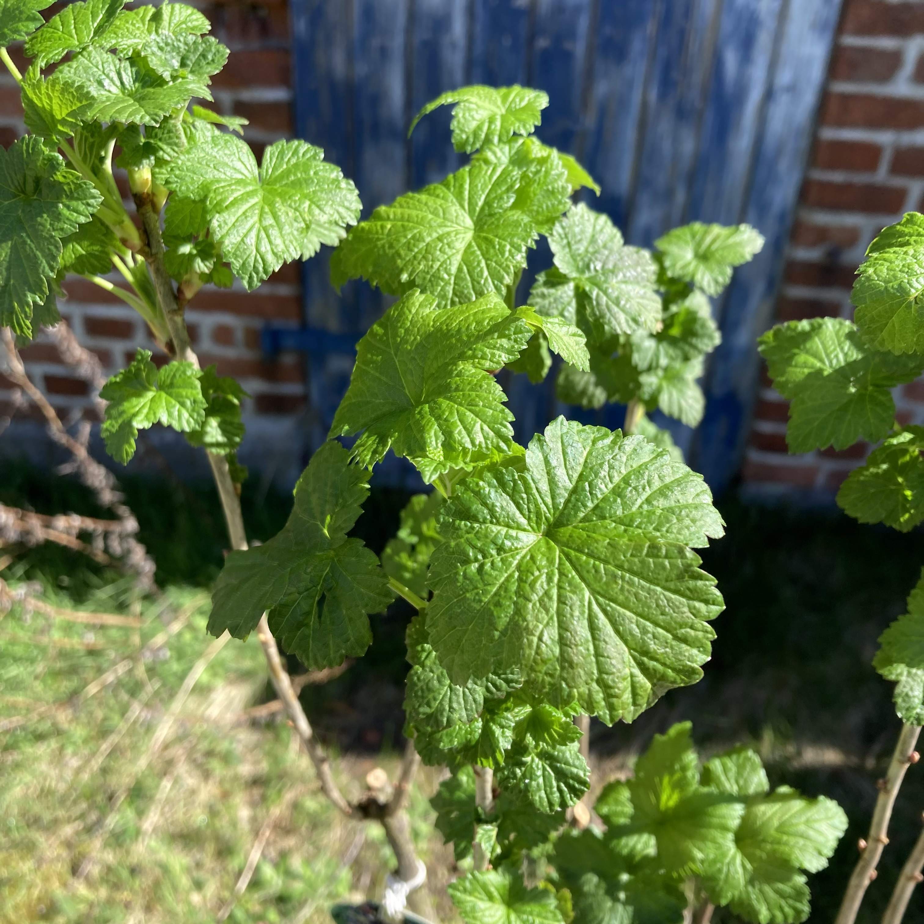 Schwarze Johannisbeere Titania im Topf