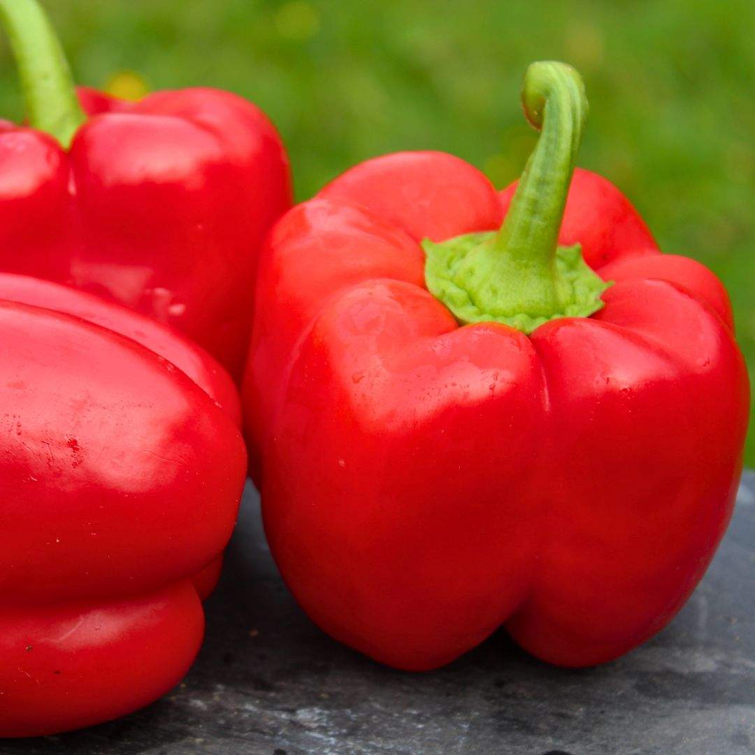 Paprika rot
