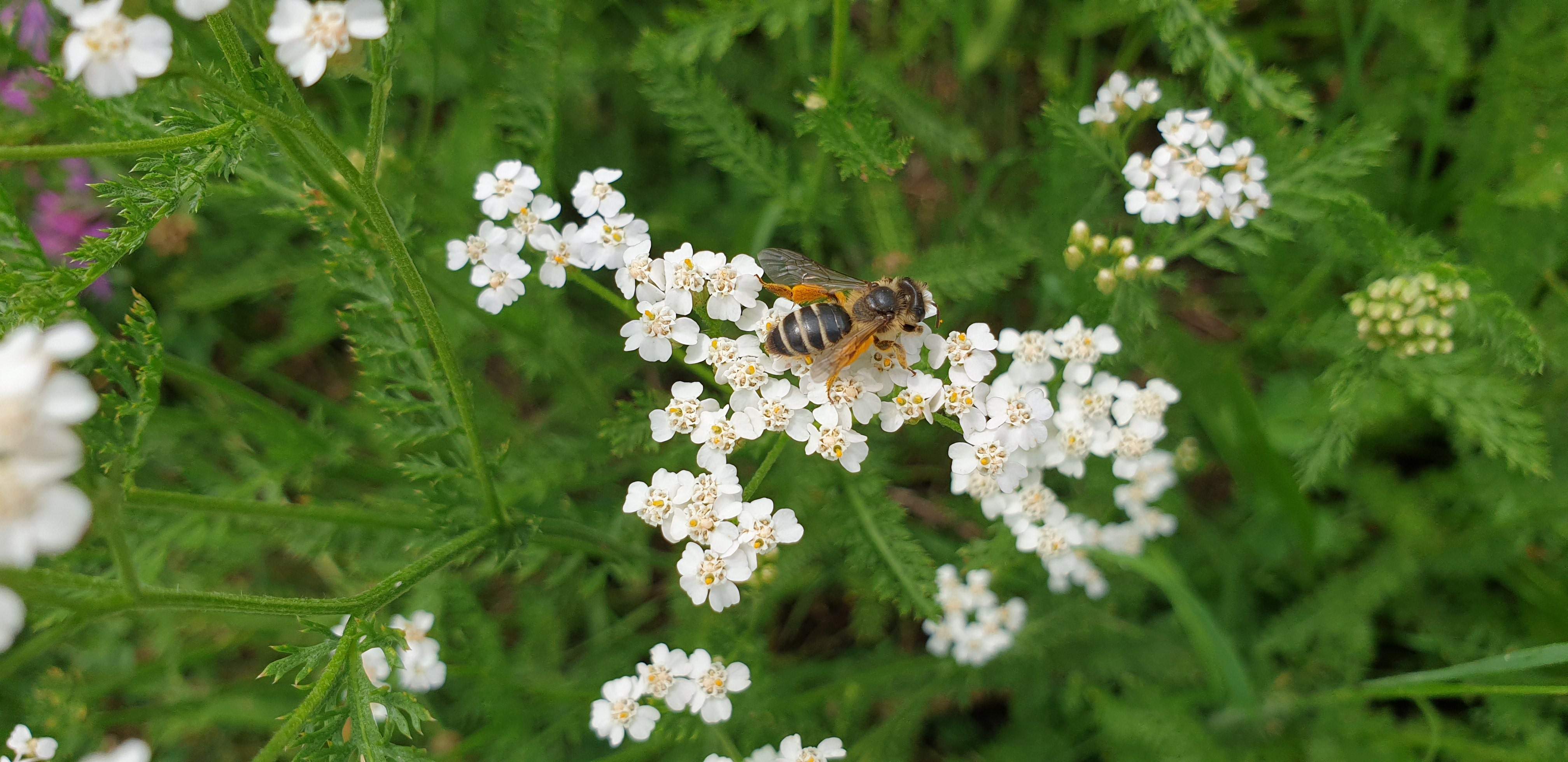 hans-bee-5314341.jpg