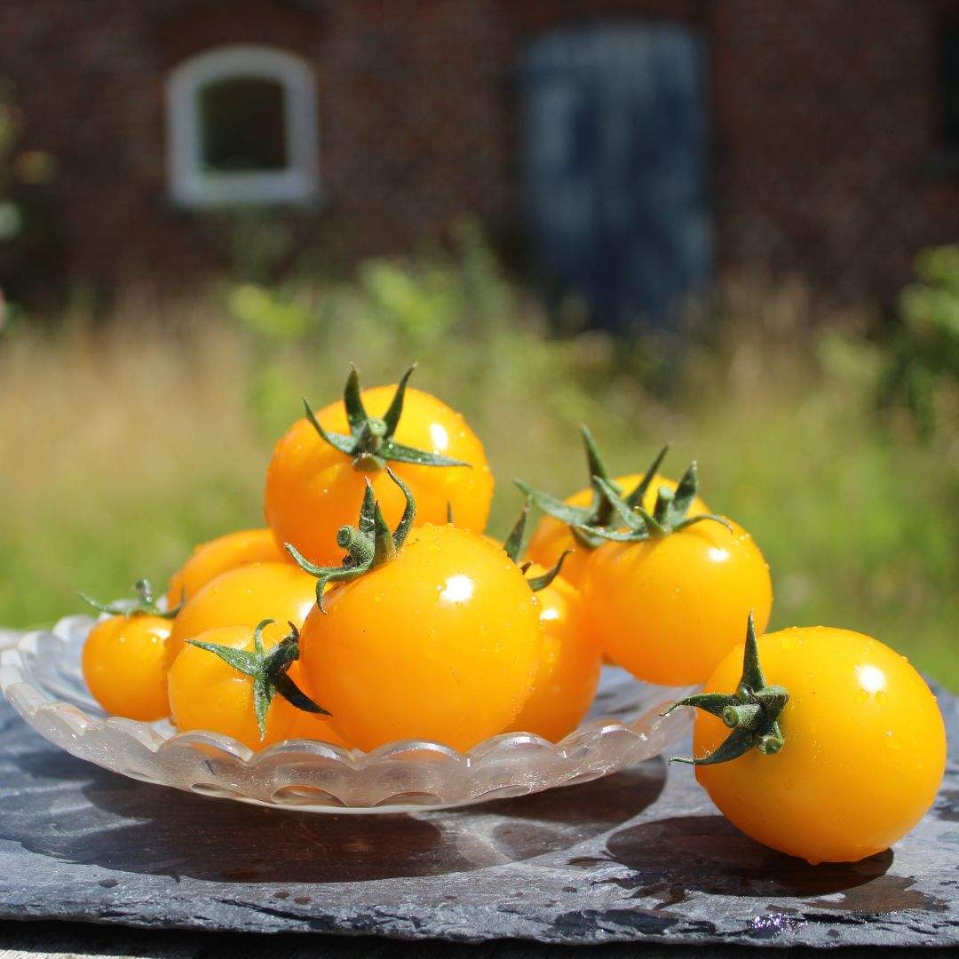 Cocktail-Tomaten gelb
