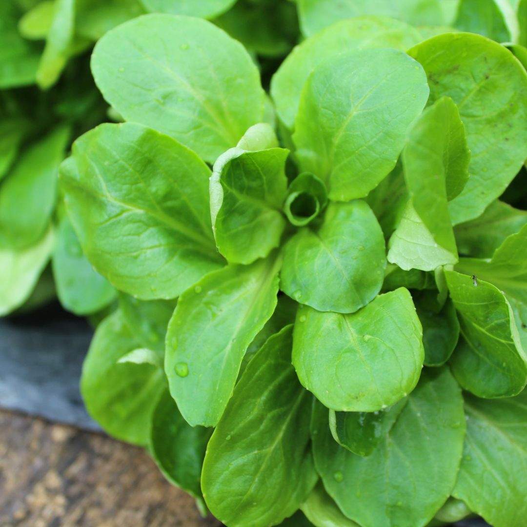 Feldsalat