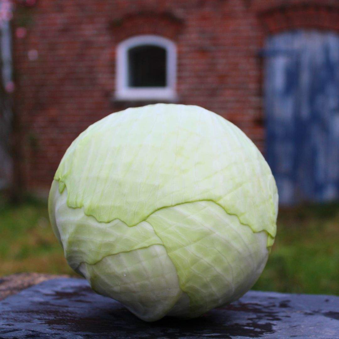 Weißkohl