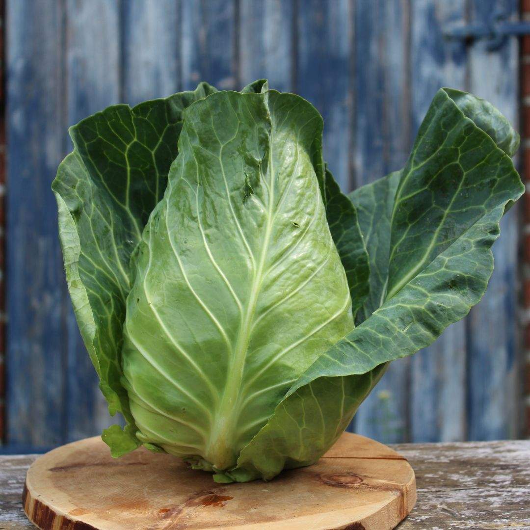 Spitzkohl