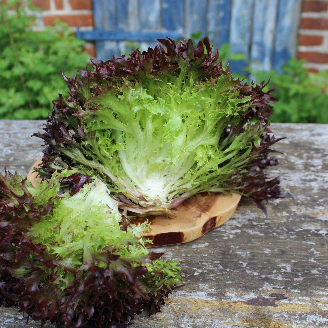 Salanova Crispy-Salat
