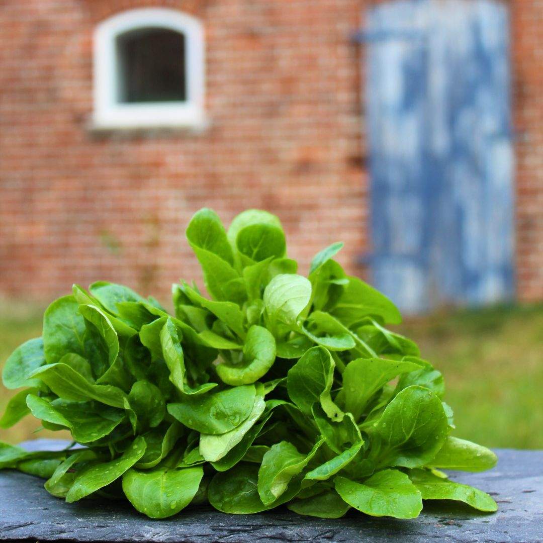 Feldsalat