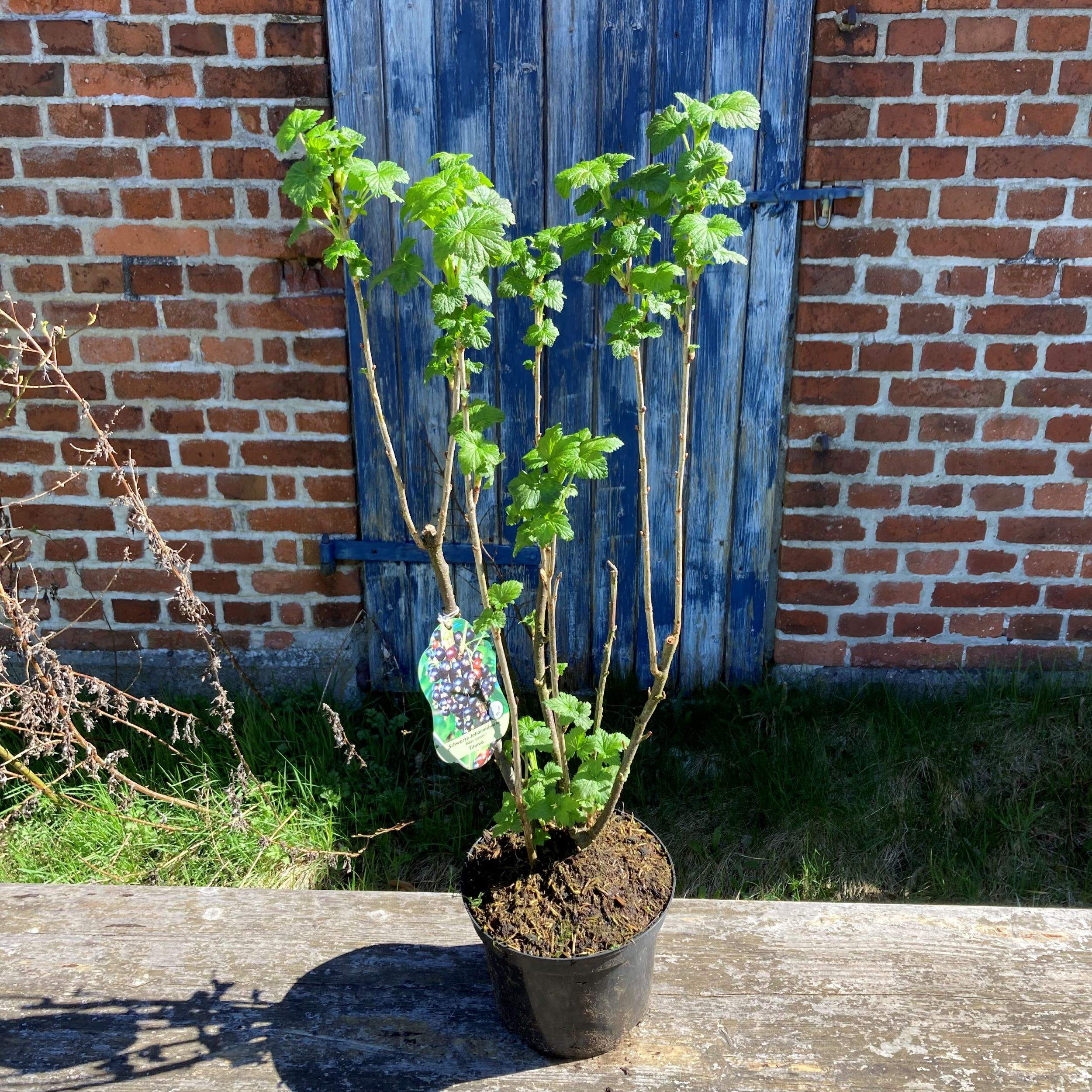 Schwarze Johannisbeere Titania im Topf