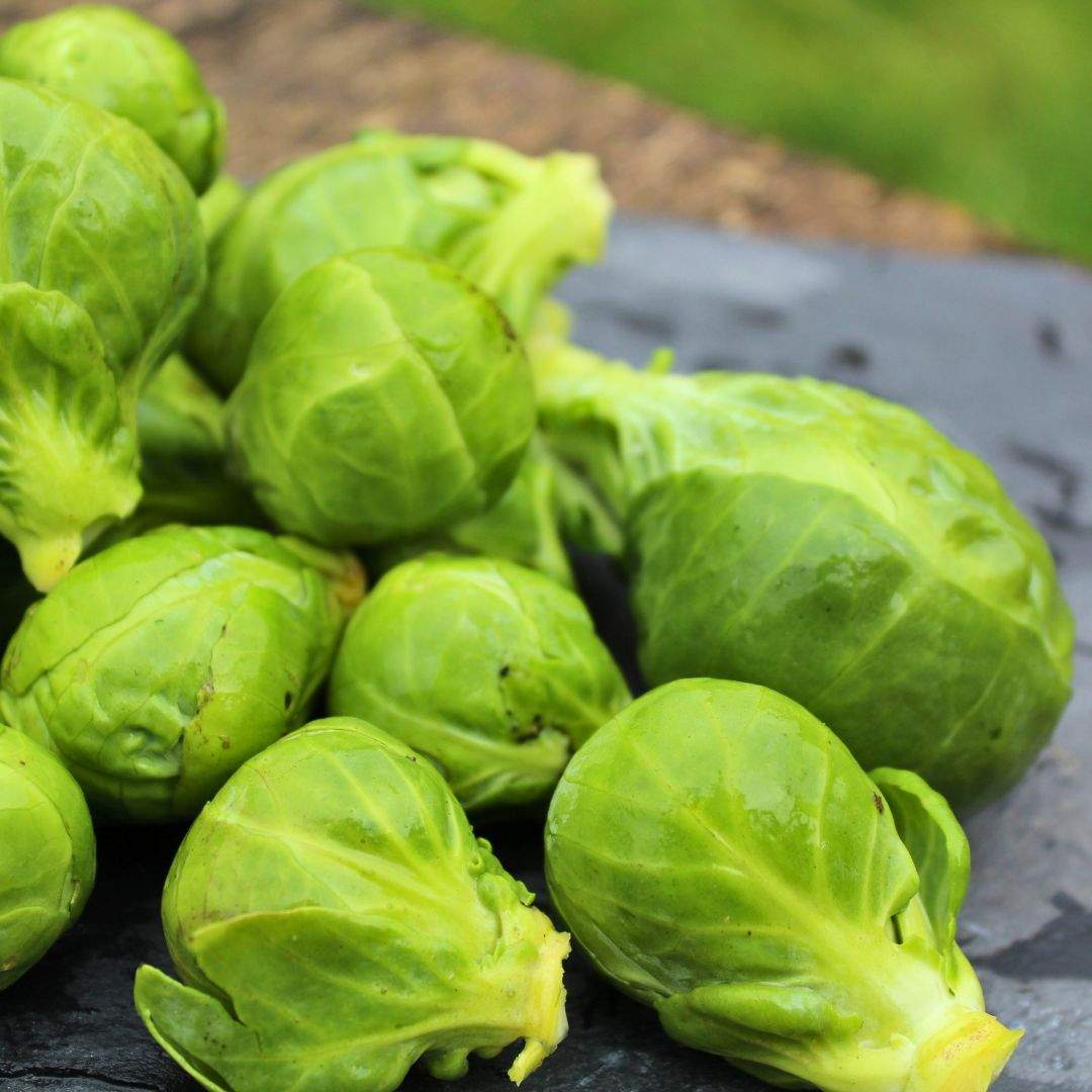 Rosenkohl