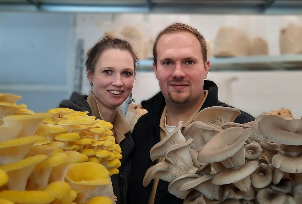 Lutz und Alexandra Brinker von Brinkers Pilzdiele mit frisch geernteten Limonenseitlingen und Austernseitlingen in ihrer Pilzzucht in Asendorf