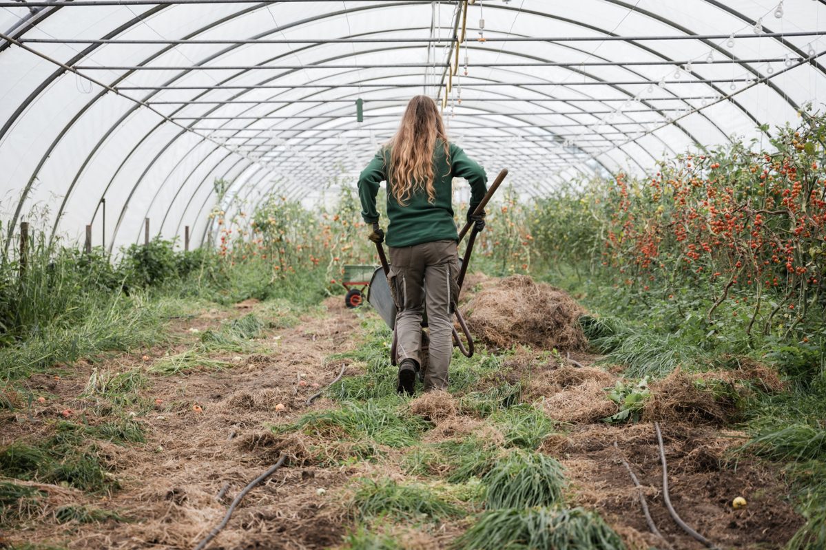 Kollegin schiebt eine Schubkarre durch das Folien-Gewächshaus mit reifen Tomaten